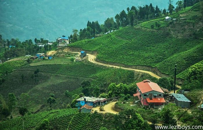 Ilam Kanyam The Land of Diversity in Nepal