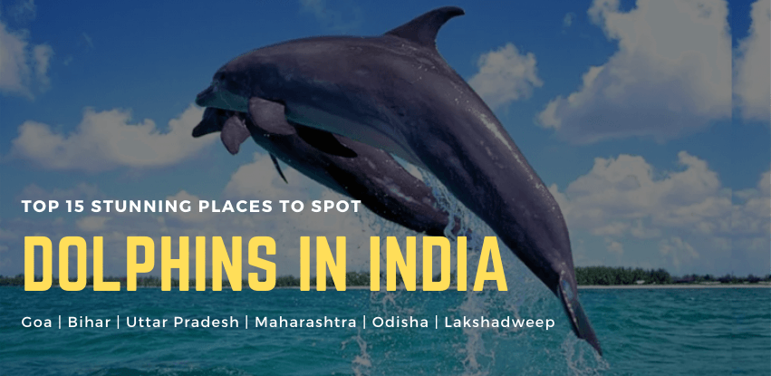 Top 15 Stunning Places to Spot Dolphins in India 2020